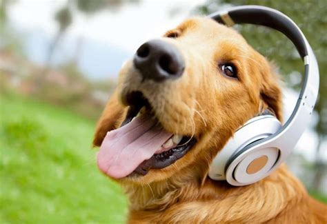 Does Loud Music Hurt Dogs Ears? Or Is It All About the Volume?